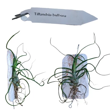Tillandsia bulbosa kerámialapra erősítve