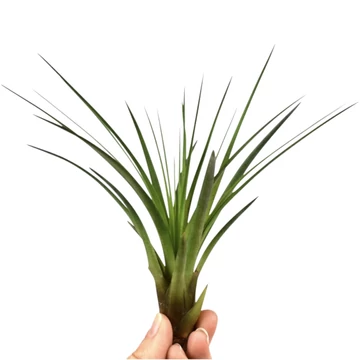 Tillandsia Melanocrater