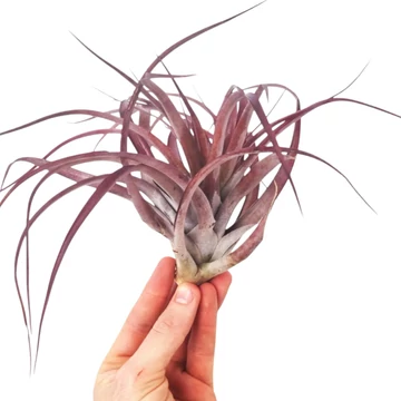 Tillandsia Multiflora Red