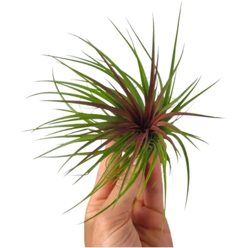 Tillandsia Rainforest Red