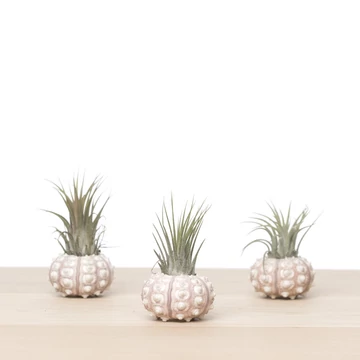 Tillandsia Spoetnik Shelly