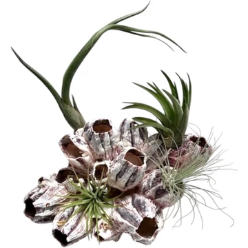 Tillandsia Tengeri Csigaházban (Barnacle)