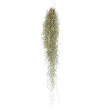 Tillandsia Usneoides