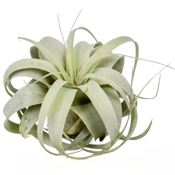 Tillandsia Xerographica