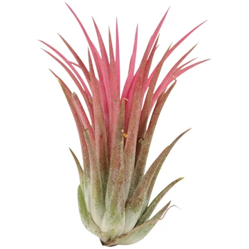 Tillandsia ionantha