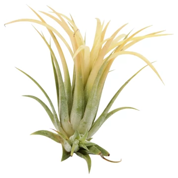 Tillandsia ionantha sárga