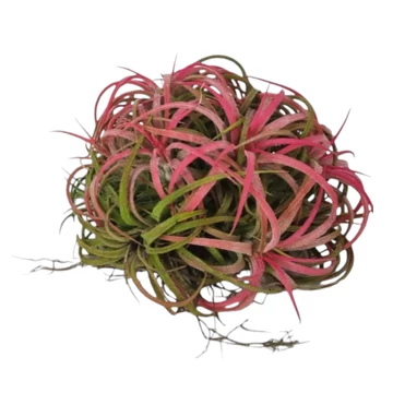 Tillandsia Ionantha Red telep