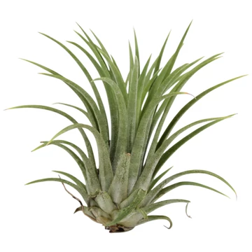 Tillandsia ionantha zöld
