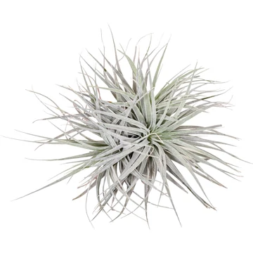 Tillandsia Silver dupla