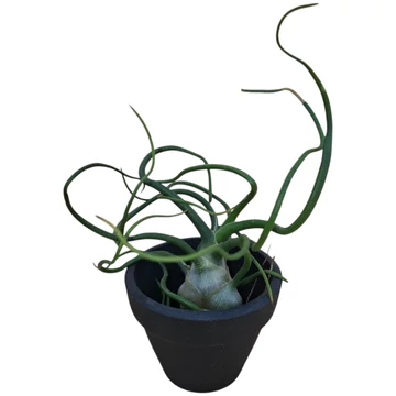 Tiny Tillandsia bulbosa fekete kerámia cserépben
