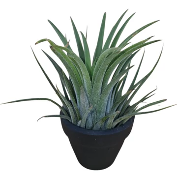 Tiny Tillandsia ionantha fekete kerámia cserépben