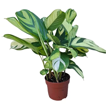 Ctenanthe lubbersiana