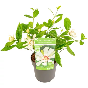 Calycanthus chinensis Venus