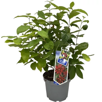 Calycanthus chinensis Hartlage Wine