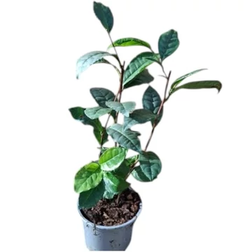 Camellia sinensis Tea