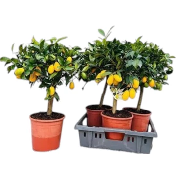 Citrofortunella x floridana