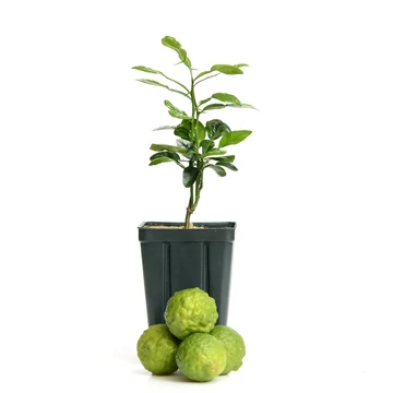 Citrus hystrix Kaffir-Lime