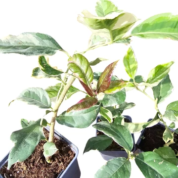 Citrus lemon Meyer Variegata
