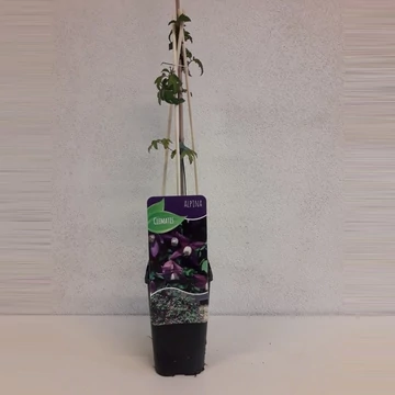 Clematis Alpina