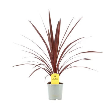 Cordyline Red Star