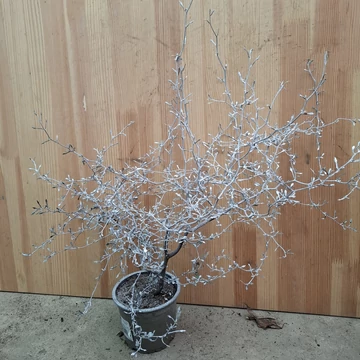 Corokia cotoneaster ezüst díszben