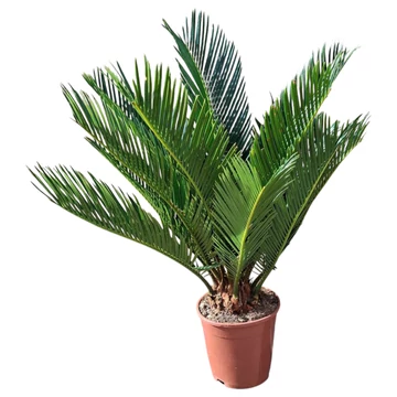 Cycas revoluta