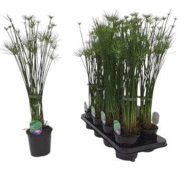 Cyperus haspan
