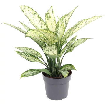 Dieffenbachia Vesuvius