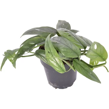 Epipremnum pinnatum Cebu Blue
