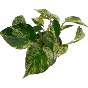 Epipremnum Marble Queen