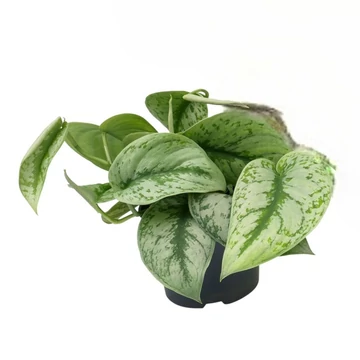 Scindapsus pictus Trebie