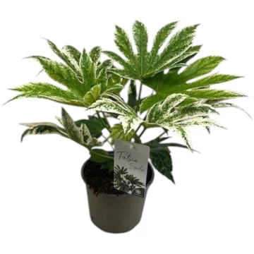 Fatsia japonica spider web