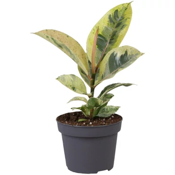 Ficus elastica Shivereana