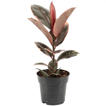 Ficus elastica Belize