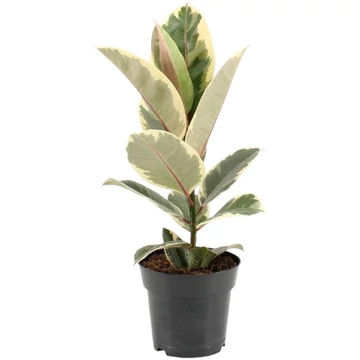 Ficus elastica Tineke