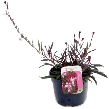 Gaura Rosa