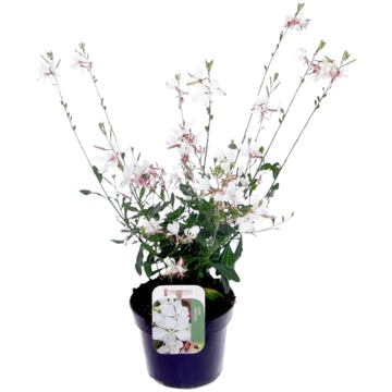 Gaura White