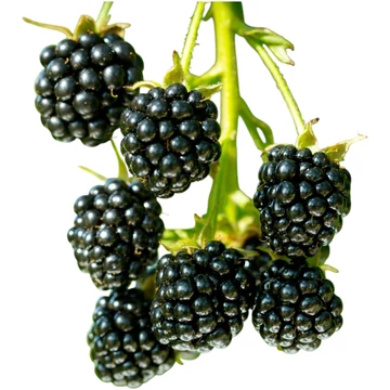 Rubus fructicosus Black Satin szeder
