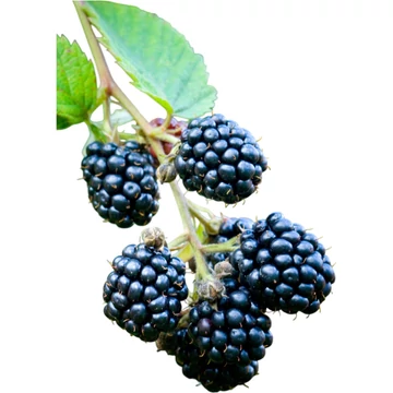 Rubus fructicosus tövismentes szeder