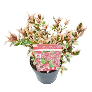 Hydrangea serrata Euphoria Pink