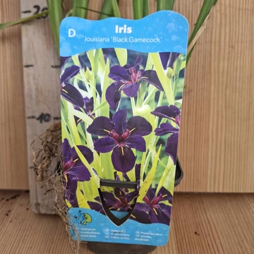 Iris Black Gamecock