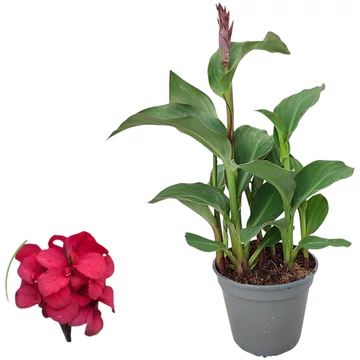 Kána rosa