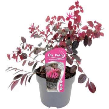 Loropetalum Fire Dance