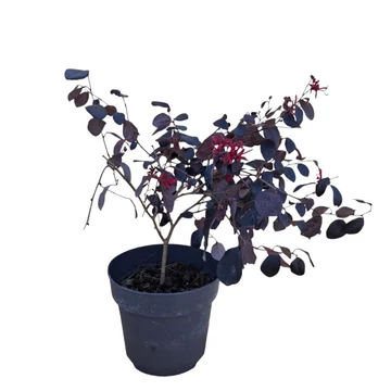 Loropetalum chinese Black Pearl