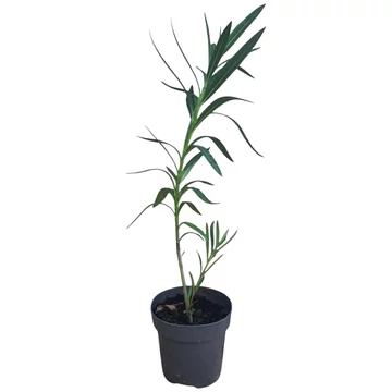 Nerium oleander
