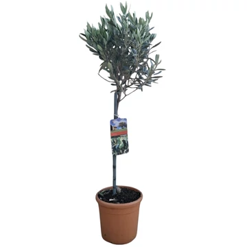 Olea europaea
