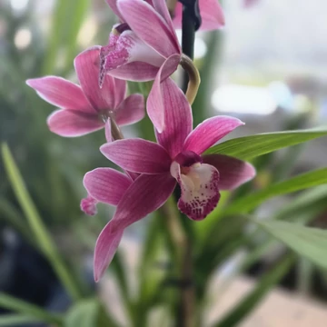 Cymbidium rózsaszín