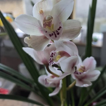 Cymbidium fehér