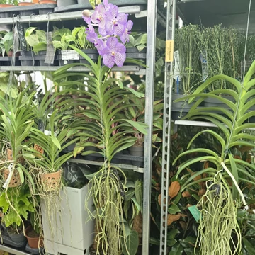 Vanda Sunanda® Lavender Sprinkles XXL