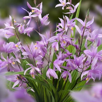 Bletilla Paris